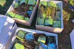 IMG-20250903-WA0038